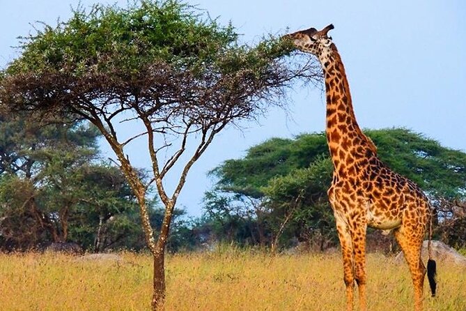 Masai Mara Interactive & Lake Nakuru Safari 4D/3N - Meal Inclusions