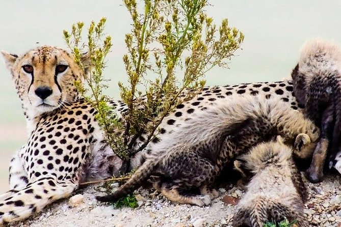 Masai Mara Interactive & Lake Nakuru Safari 4D/3N - Pickup and Logistics