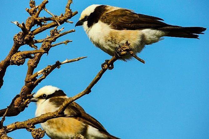 Masai Mara Interactive & Lake Nakuru Safari 4D/3N - Exclusions and Optional Add-Ons