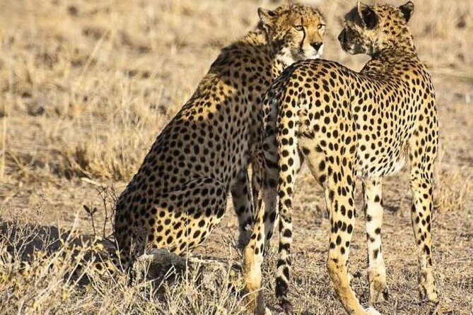 Masai Mara, Lake Nakuru and Lake Naivasha Multi-Day Tour - Accommodation Details
