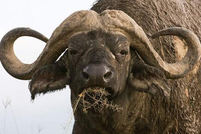 Masai Mara, Lake Nakuru and Lake Naivasha Multi-Day Tour - What to Pack