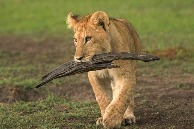 Masai Mara, Lake Nakuru and Lake Naivasha Multi-Day Tour - Booking and Cancellation Policy