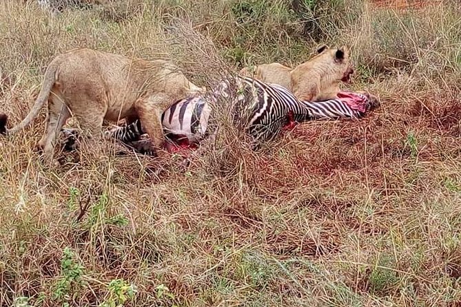 Masai Mara Safari - Booking Details