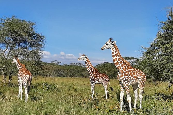 Masai Mara Safari - Tour Inclusions