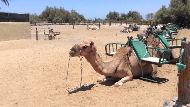 Maspalomas: 2-Seater E-Scooter Dunes Tour /Optional Camel - Good To Know