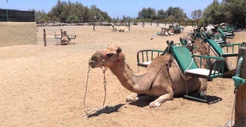 Maspalomas: 2-Seater E-Scooter Dunes Tour /Optional Camel - Highlights of the Maspalomas Dunes Tour