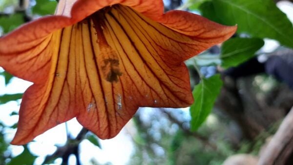 Maspalomas: Barranco De Los Cernicalos Rainforest Hike - Transportation and Duration