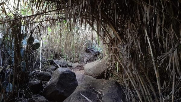 Maspalomas: Barranco De Los Cernicalos Rainforest Hike - Guides and Highlights