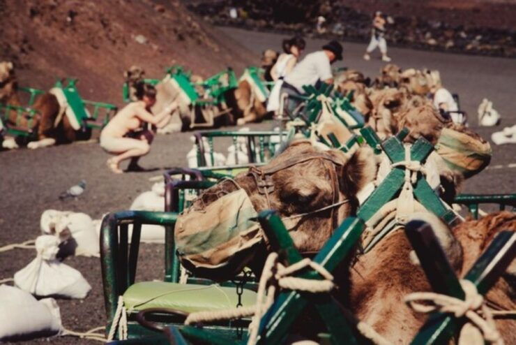 Maspalomas: Guided Camel Ride in the Maspalomas Sand Dunes - Experience Highlights