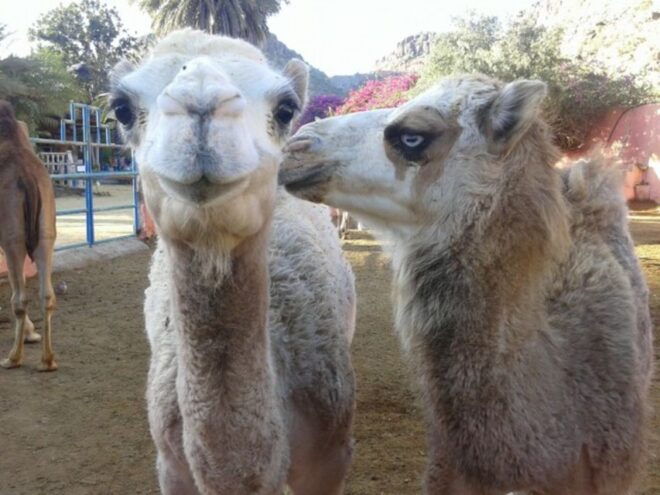 Maspalomas: Guided Camel Ride in the Maspalomas Sand Dunes - Full Description and Landscape of Gran Canaria