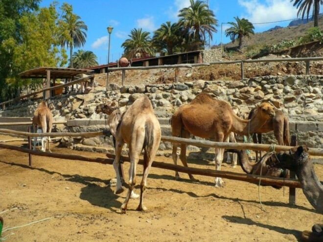 Maspalomas: Guided Camel Ride in the Maspalomas Sand Dunes - Common Questions