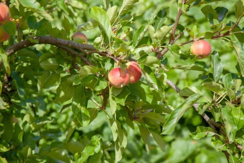 Maspalomas & Las Palmas: Artenara, Tamadaba & cider tasting - The Full-Day Adventure: What to Expect