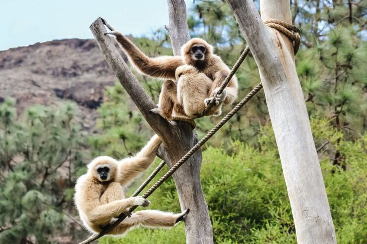 Maspalomas: Palmitos Park Ticket With Dolphin and Bird Shows - Ticket Details