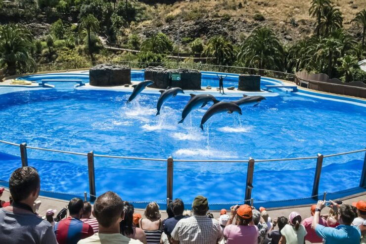 Maspalomas: Palmitos Park Ticket With Dolphin and Bird Shows - Park Experience