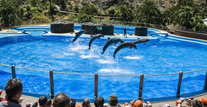 Maspalomas: Palmitos Park Ticket With Dolphin and Bird Shows - Highlights