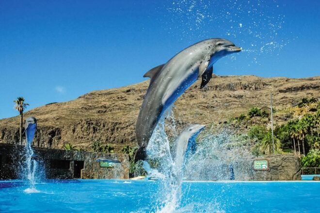 Maspalomas: Palmitos Park Ticket With Dolphin and Bird Shows - Includes
