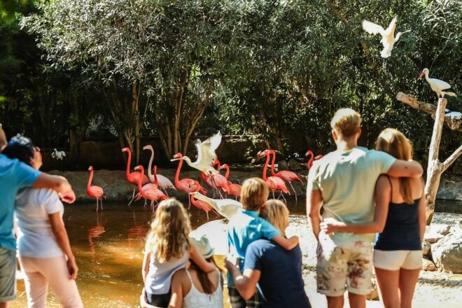 Maspalomas: Palmitos Park Ticket With Dolphin and Bird Shows - Participant and Date Selection