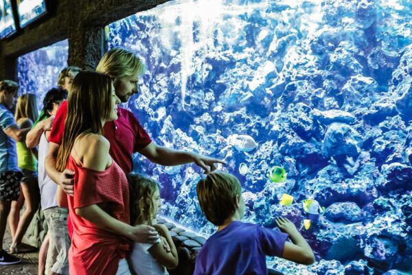Maspalomas: Palmitos Park Ticket With Dolphin and Bird Shows - Common Questions