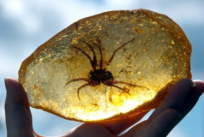 Matakohe: The Kauri Museum Entry Ticket - An Inside Look at The Kauri Museum Experience