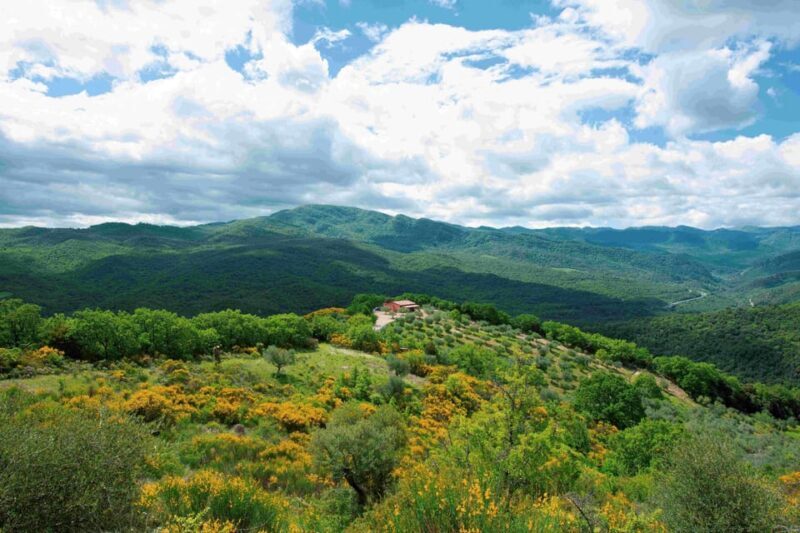 Matera: Pic-Nic under the Centuries-Old Olive Trees - Value and Pricing
