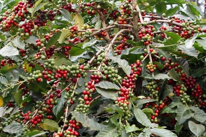 Materuni Waterfalls and Coffee Day Tour - Additional Info
