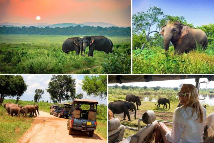 Mathara To Udawalawe National Park Safari Tour - Experience Highlights