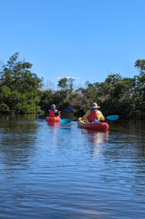 Matlacha: Dolphin & Mangrove Kayak Tour - Good To Know