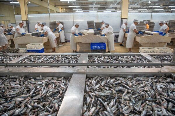Matosinhos: Conservas Pinhais Factory Tour - Common Questions