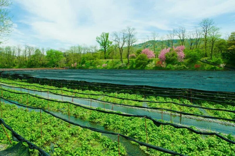 Matsumoto Everything: Castle, Miso, Wasabi, Wine & Ukiyo-e - Discovering Matsumoto Castle