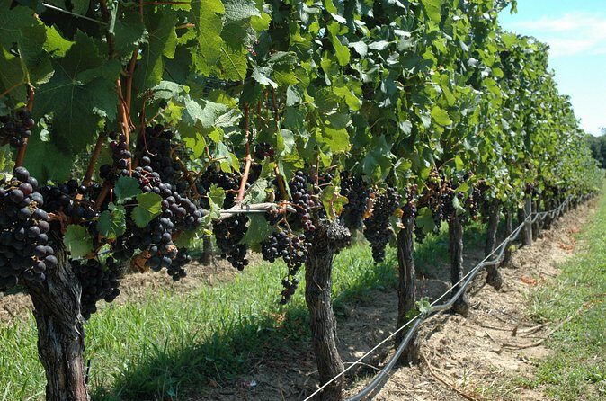 Mattituck New York Guided Farm and Wine Country Bike Tour - Practical Tips and Considerations