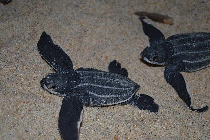 Matura Beach Turtle-Watching Experience - Final Thoughts