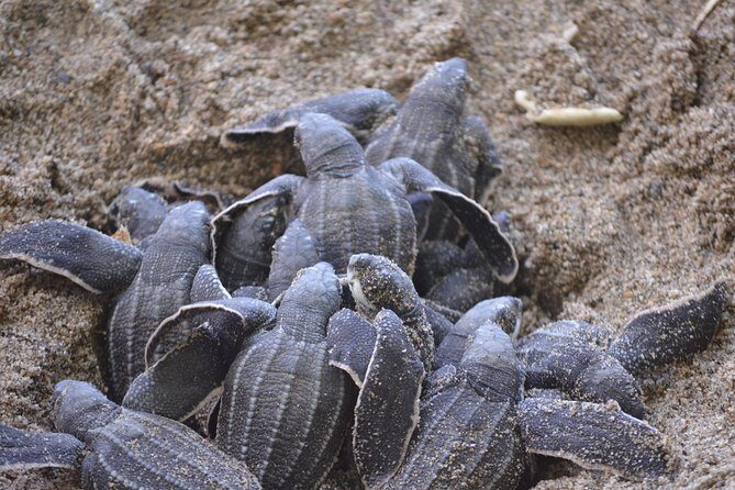 Matura Beach Turtle-Watching Experience - FAQ