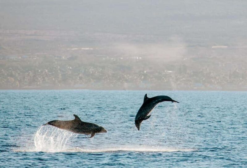 Maui: Afternoon Catamaran Sail w/ Local Culture & Cocktails - FAQ