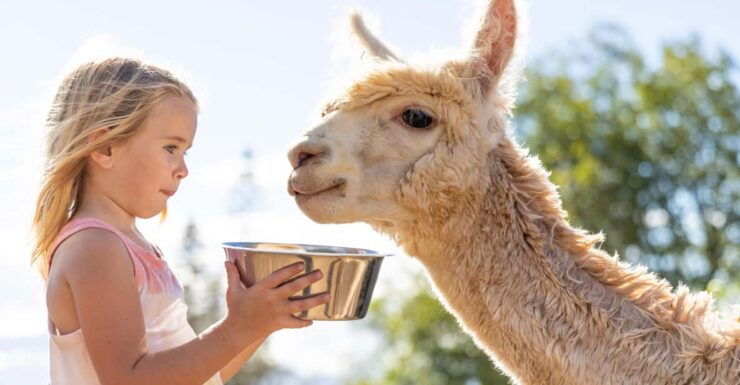 Maui: Alpaca Farm Visit With Hands-On Activities - Upcountry Maui Alpaca Farm Overview