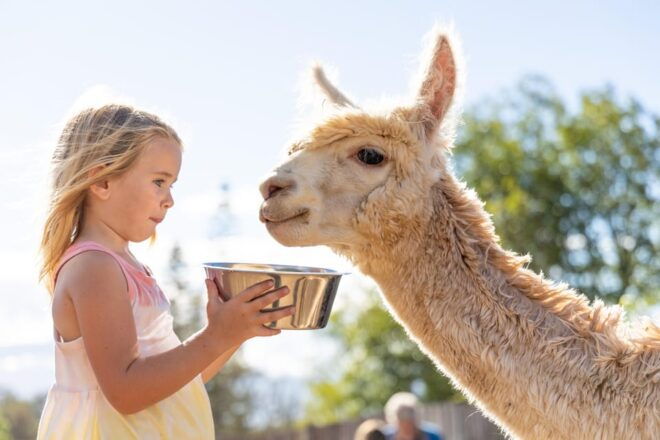 Maui: Alpaca Farm Visit With Hands-On Activities - Hands-On Alpaca Feeding Activities