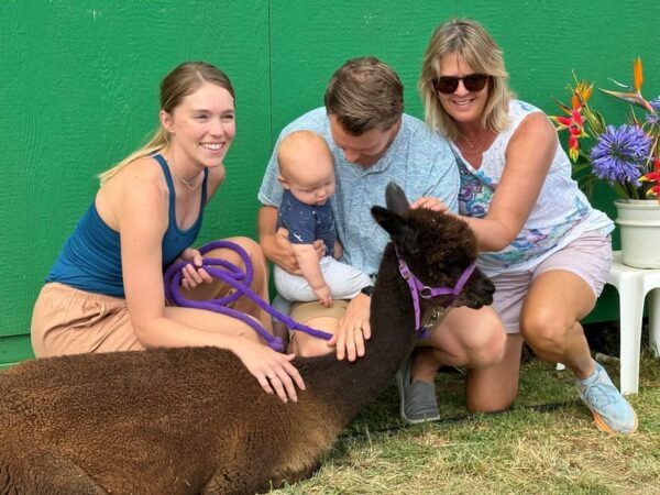 Maui: Alpaca Farm Visit With Hands-On Activities - Interacting With Angora Bunnies