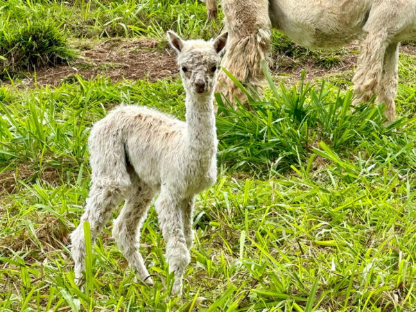 Maui: Alpaca Farm Visit With Hands-On Activities - Frequently Asked Questions