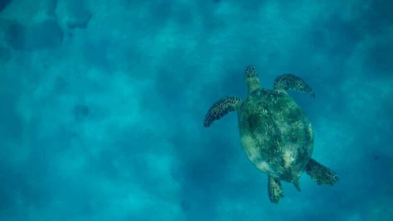 Maui and Lanai: Snorkel and Dolphin Adventure Tour - Good To Know