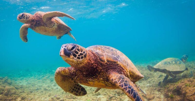 Maui Beach / Shoreline Snorkel - Good To Know