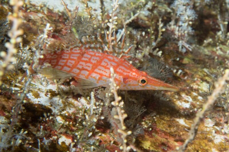 Maui: Beginner Discovery Scuba Dive Excursion from Lahaina - What’s Included and What’s Not