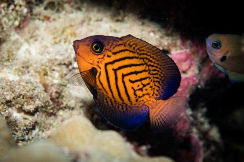 Maui: Beginner Discovery Scuba Dive Excursion from Lahaina - Logistics & Practicalities