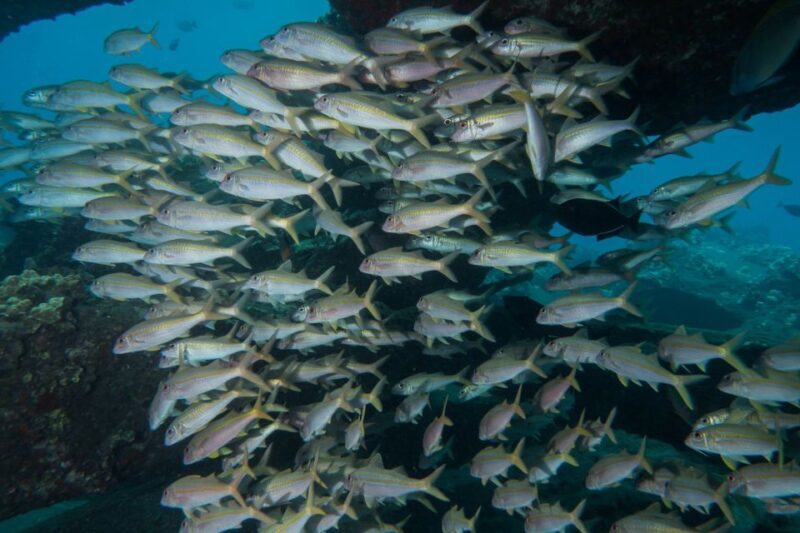 Maui: Beginner Discovery Scuba Dive Excursion from Lahaina - Authentic Experiences & Review Highlights