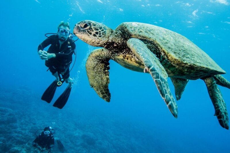 Maui: Beginner Discovery Scuba Dive Excursion from Lahaina - Why This Tour Is Worth Considering