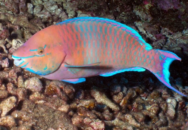 Maui: Beginner Discovery Scuba Dive Excursion from Lahaina - The Sum Up