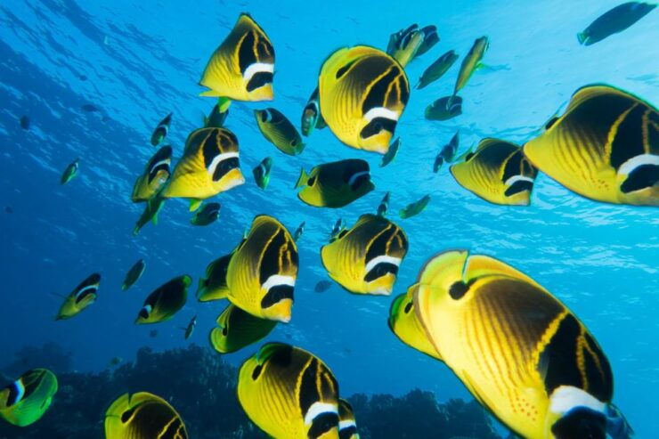 Maui: Beginner Discovery Scuba Dive Excursion From Lahaina - Activity Details