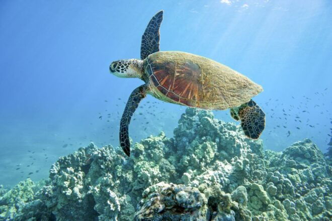 Maui: Beginner Discovery Scuba Dive Excursion From Lahaina - Related Information