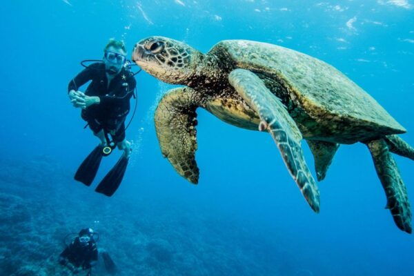 Maui: Beginner Discovery Scuba Dive Excursion From Lahaina - The Sum Up