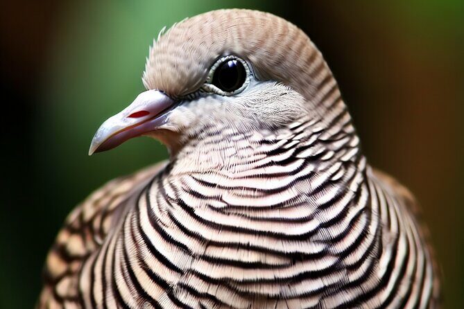 Maui Birdwatching at Maui Bird House - An In-Depth Look at the Maui Birdhouse Experience
