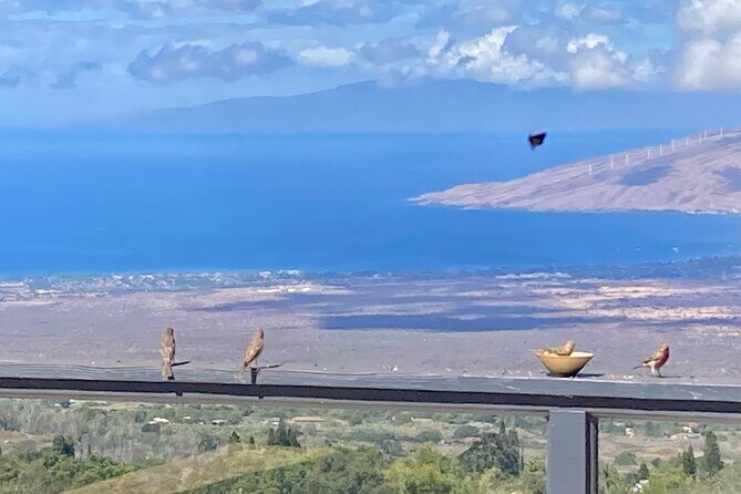 Maui Birdwatching at Maui Bird House - Good To Know