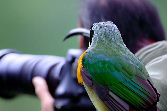Maui Birdwatching at Maui Bird House - Authentic Insights from Reviews